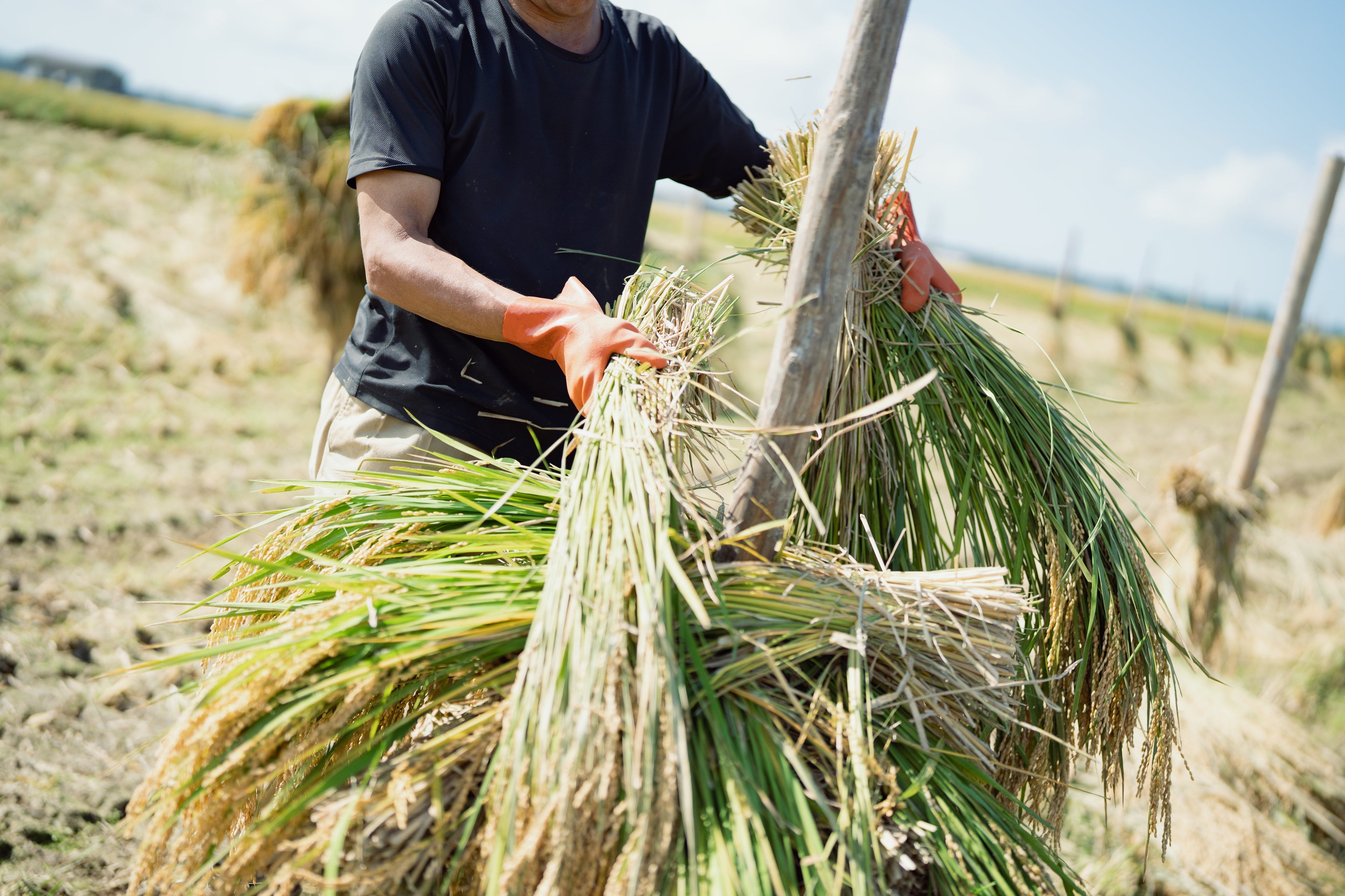 【令和7年産 新米】井出家の米 秋田こまち 玄米 5kg - 有機JAS認証 秋田県大潟村産