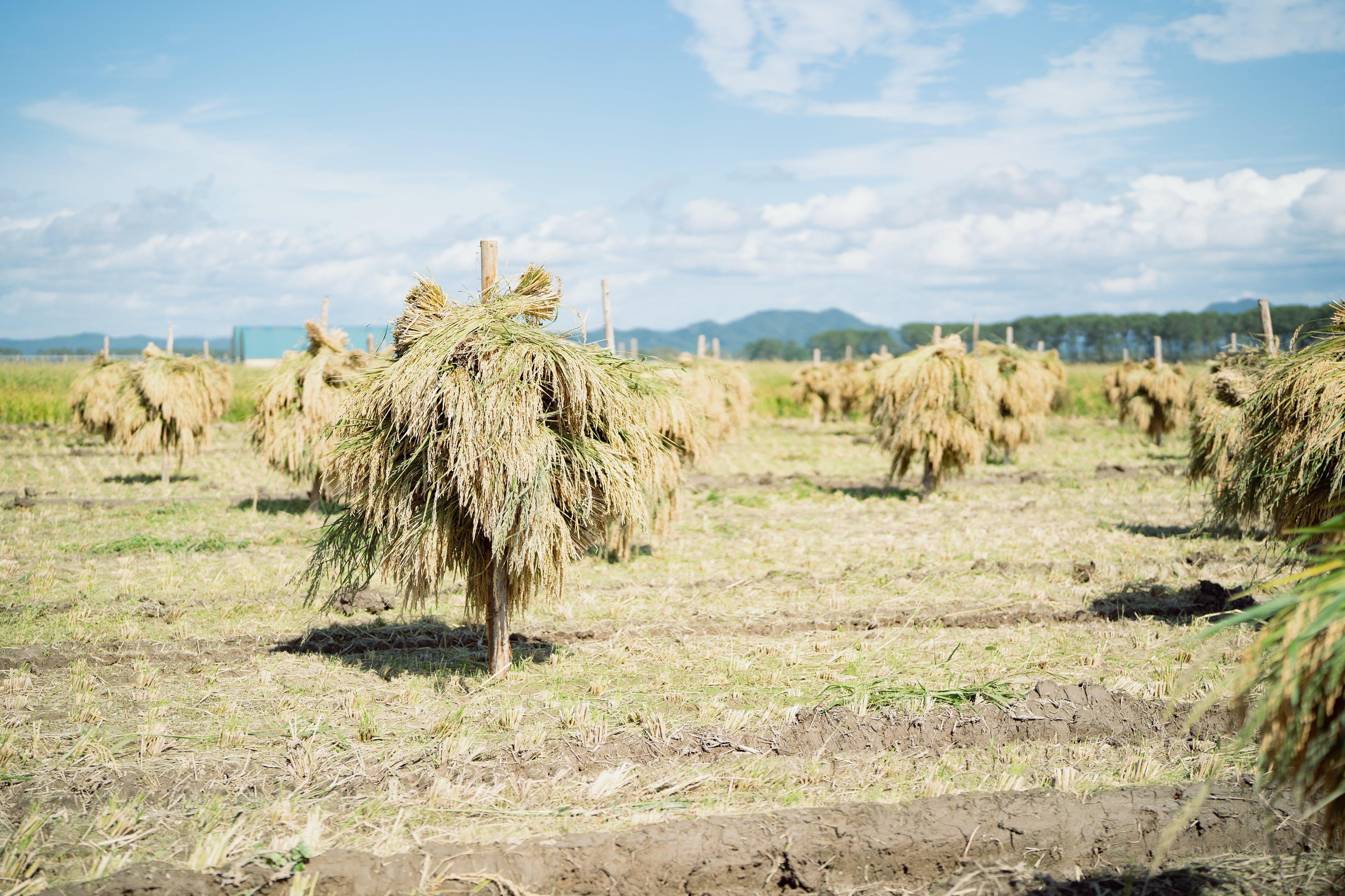 【令和7年産 新米】井出家の米 秋田こまち 玄米 5kg - 有機JAS認証 秋田県大潟村産